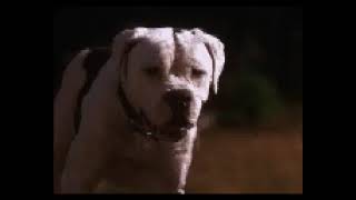 Homeward Bound The Incredible Journey Clip 2 [upl. by Sholem638]