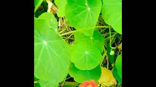 Nasturtium plant nature [upl. by Vander239]