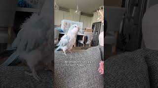 Auggie and I have big news parrot quakerparrot birds rescue animals pets [upl. by Atinauj]