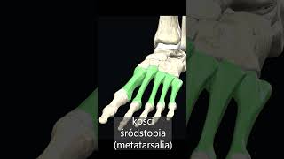 Śródstopie metatarsus anatomia [upl. by Eelan967]