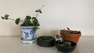 Peperomia quotHopequot Propagated  May 2022 [upl. by Inavoj659]