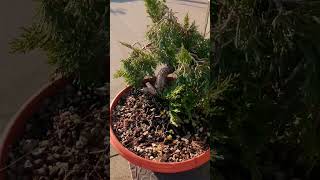 PREBONSAI DI GINEPRO IN LIBERA CRESCITA ☯️🙏 [upl. by Eyoj]