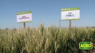 El evento del año Bioceres presentó el trigo HB4 tolerante a sequía 799 20181124 [upl. by Nyltak]