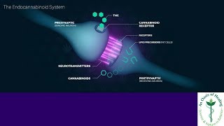 Why Do We Have Receptors On Our Cells [upl. by Conlon]