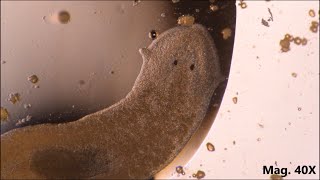 Planaria moving and feeding under the microscope [upl. by Anivlem]