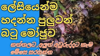 wambatu mojuලේසියෙන්ම හදන වම්බටු මෝජුsinhala [upl. by Eniortna]