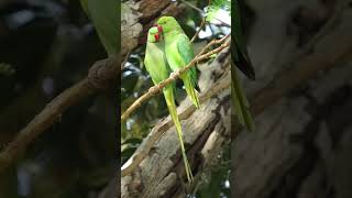 A Male Supporting its tail less Female Parrot youtubeshorts viralvideo [upl. by Ancier]