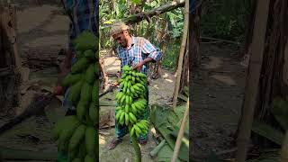 Banana harvest scenery ep685 banana shortvideo trending shorts shortsviral [upl. by Llewej]