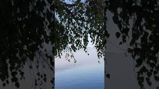 Extremely special kind of birch EstavayerleLac Neuchatel lake suisse travel nature [upl. by Alicea]