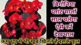 Begonia a shade loving flowering plant care Ornamental Plant Begonia care in Summer amp winter [upl. by Deyas460]