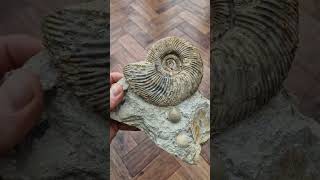 Rare Parkinsonia convergens ammonite fossil from the Inferior oolite fossiliferous [upl. by Romalda]