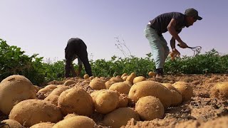 Le Sahara algérien véritable pôle agricole international [upl. by Cello]