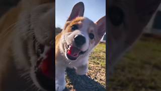 cute pappi 🤞🐕Dog animallover viral shortsvideo shorts [upl. by Nimzzaj]