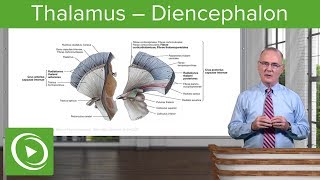 Thalamus – Diencephalon  Lecturio [upl. by Nissensohn465]