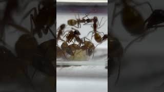 Camponotus castaneus  przedstawienie hodowlamrówek mrowki ants [upl. by Shelbi366]