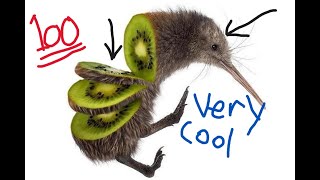 Why I love kiwi birds so heavily [upl. by Aidile]