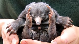 Tiny Echidna Babies Open Their Eyes ZooBorns [upl. by Enois]