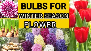 Bulb se grow hone wale flower  Winter season flower plant  Berhampur nursery [upl. by Ivad]