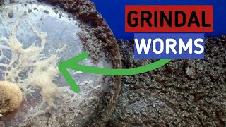 How To Culture Grindal Worms Soiless Method 2020 Best Tip [upl. by Hakvir]