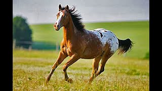 THE APPALOOSA • A COLORFUL HERITAGE [upl. by Chap]