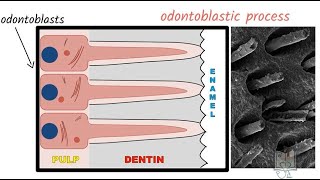 Structure of Dentin [upl. by Ahsilat73]