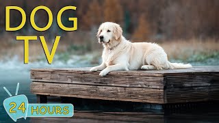 DOG TV Video Entertain Prevent Boredom amp Best AntiAnxiety for Dogs When Home Alone  Music for Dog [upl. by Lein]