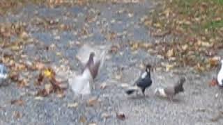 Dewlaps pigeons in action diving Pennsylvania [upl. by Burbank]