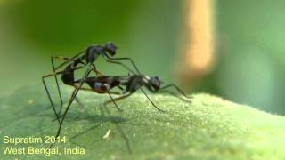 Fly mating Stilt legged fly Micropezidae  Insect Behavior video insects love [upl. by Il923]