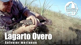 LAGARTO OVERO  Salvator merianae [upl. by Padraig]