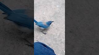 Blue Jay came close in the Park bluejays bluejay 2024 nationalgeographic tmz california short [upl. by Sisile]