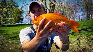 Catching GIANT Goldfish in Sewage Pond [upl. by Enimzaj]