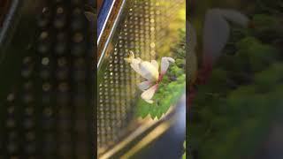 orchid mantis on a Pilea involucrata terrarium indoorgarden mantis [upl. by Sallee]