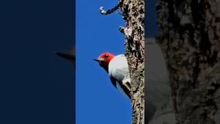 Redheaded Woodpecker peekaboo [upl. by Finella]