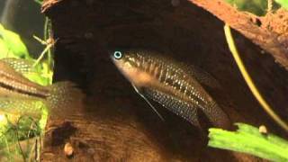 Trichopsis schalleri Schallers Croaking Gourami breeding behaviour [upl. by Cand104]