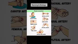 7 Pulse locations in human body pulse nurse dr anesthetic anatomy arteries [upl. by Erlene]