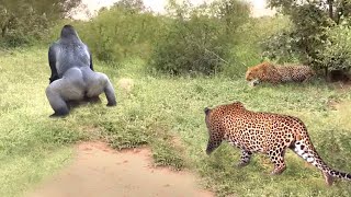 Baboon Vs Leopard The Baboon Revenge When The Leopard Invades Its Territory [upl. by Dnomar]