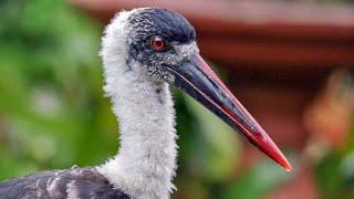 Woolly necked stork Ciconia episcopus sound  call and song [upl. by Yenalem981]