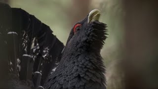 The Bizarre Grouse of the Scottish Highlands  BBC Earth [upl. by Anirazc]