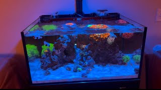 Innovative Marine 25 Gallon Lagoon  New Corals Episode 2 [upl. by Lareena583]