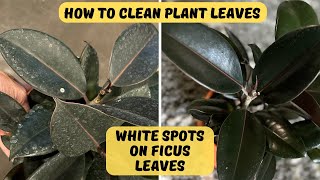 How to CLEAN plant leaves  White spots on ficus leaves  Rubber Plant Leaf Problems  MOODY BLOOMS [upl. by Nekciv]