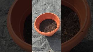 💯Simple 😨Easy Soil Mix Recipe for All Plants Perfect Potting Mix for Healthy Growthorganicgardening [upl. by Alomeda]