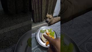 Bully👹 k sath bhi FAL🥝 SCAM hogya 🫨 amanandbully pitbulldog [upl. by Allimrac]