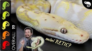 Super Dwarf Reticulated Python The Best Pet Snake [upl. by Anyah]