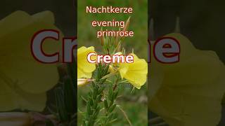 Evening Primrose Ointment [upl. by Constantin]