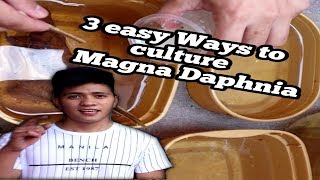 How to culture Magna Daphnia SOBRANG BILIS DUMAMIenglish sub [upl. by Pyotr]