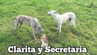 Stud El Rebelde  Galgo vs liebre [upl. by Uttica]