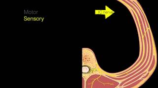 Intercostal nerves [upl. by Suixela]