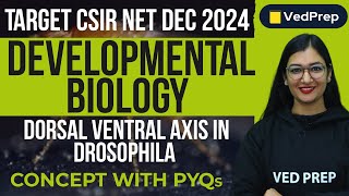 Developmental Biology  Dorsal Ventral Axis Drosophila  CSIR NET DEC 2024  VedPrep Biology Academy [upl. by Kazmirci712]