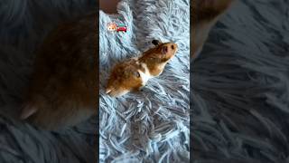 🐹Hamster runaway💨 hamsters hamsterkombat escape shortvideo diy [upl. by Ezitram]