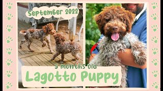 Lagotto Puppy 5 months old meeting his sister again September 2022 [upl. by Calbert]